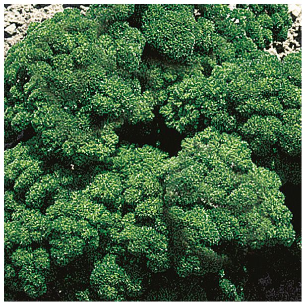 PETERŠILJ VOLMARY AROMATIČNI GRANDEUR L12