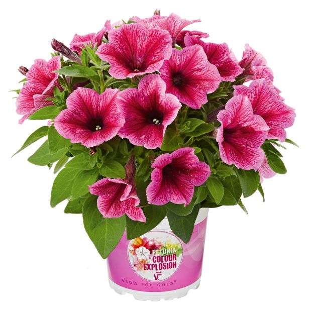 PETUNIJA VOLMARY COLOURS EXPLOSION MIX L12
