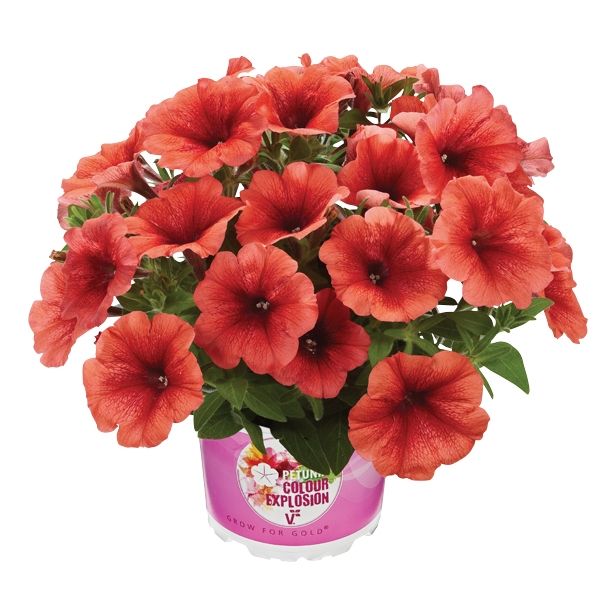 PETUNIJA VOLMARY COLOURS EXPLOSION MIX L12