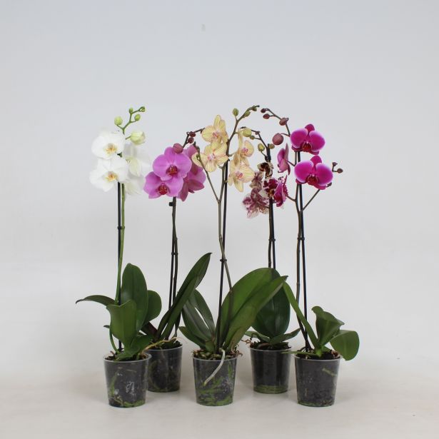 ORHIDEJA PHALAENOPSIS 1 STEBLO L12