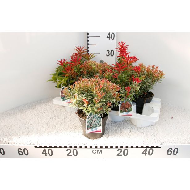 PIJERIS JAPONICA L13