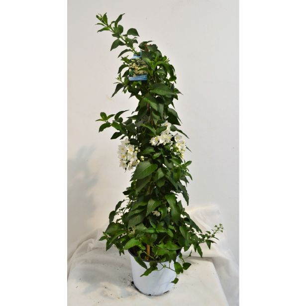 MEDITERANSKE RASTLINE PLEZAVI RAZHUDNIK L16