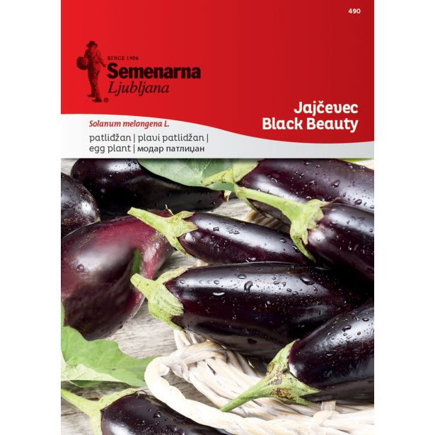 PLODOVKA SEMENARNA JAJČEVEC BLACK BEAUTY 490