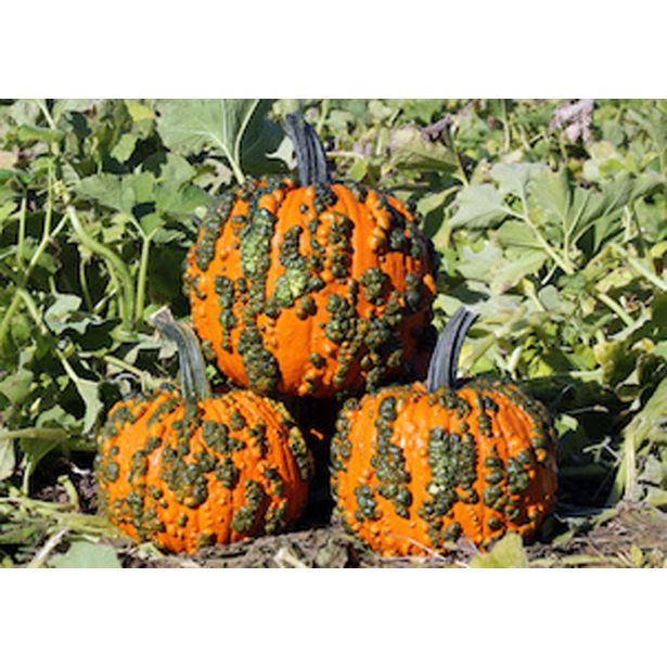 PLODOVKE BUČE L 10 CM