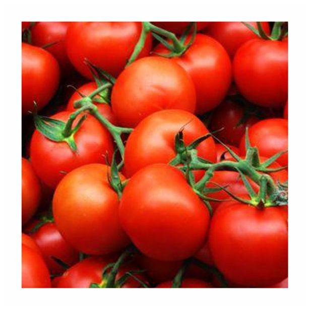 PLODOVKE CEPLJEN PARADIŽNIK L12 FANTASIO