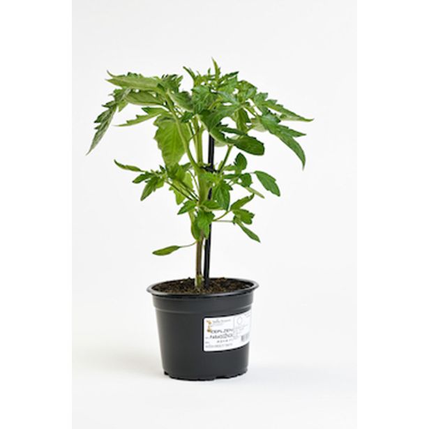 PLODOVKE CEPLJEN PARADIŽNIK L15 CM