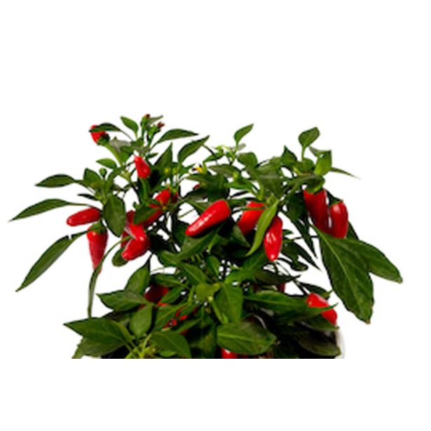 PLODOVKE ČILI L10 CM