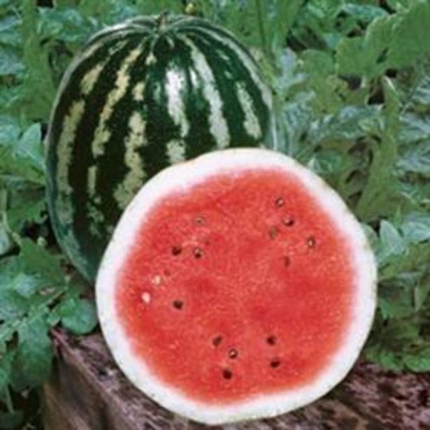 PLODOVKE DOBRO & ZDRAVO CEPLJENA LUBENICA