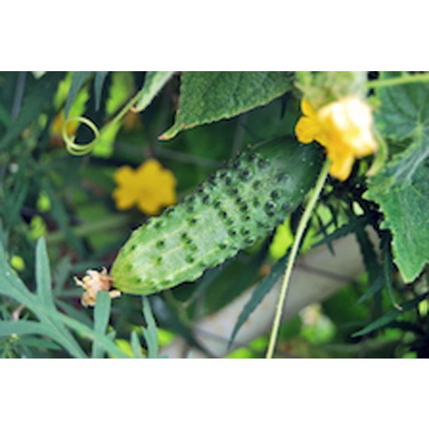 PLODOVKE KUMARE SOLATNE L10 CM