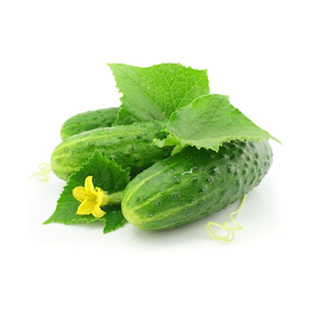 PLODOVKE KUMARE ZA VLAGANJE 6 KOS