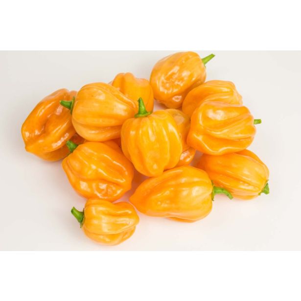 PLODOVKE L'ORTO FRUTTIFERO ČILI 1/1 HABANERO GIALLO L14