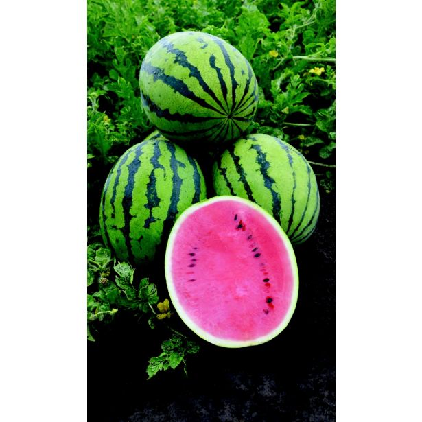 PLODOVKE LUBENICE 4 KOS BEDOUIN