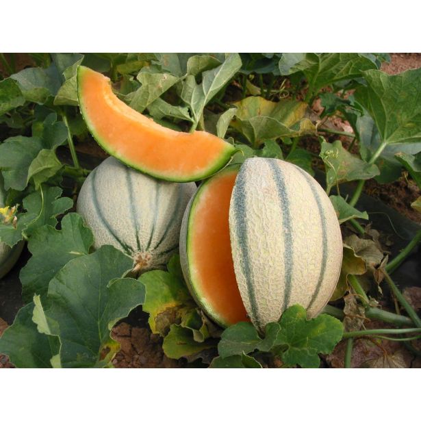 PLODOVKE MELONE L10 TALISMAN