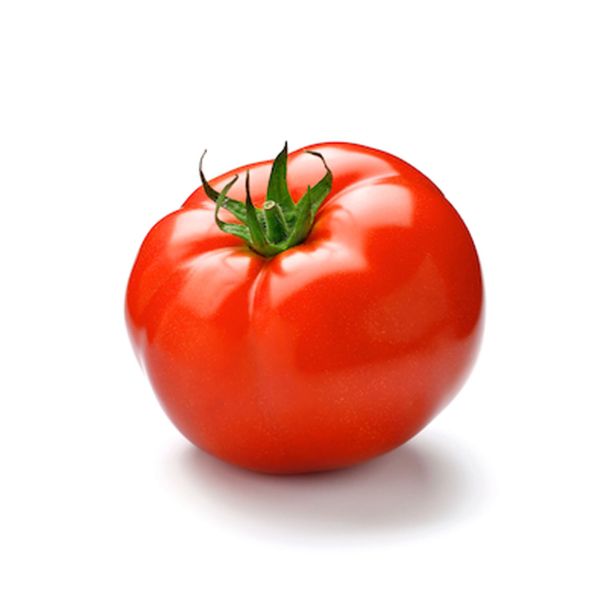 PLODOVKE PARADIŽNIK SRED. ZGODNJI L10 CM