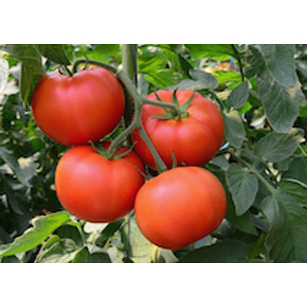 PLODOVKE PARADIŽNIK SRED. ZGODNJI L10 CM