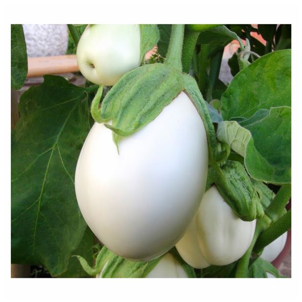 PLODOVKE SADIKE JAJČEVEC P10