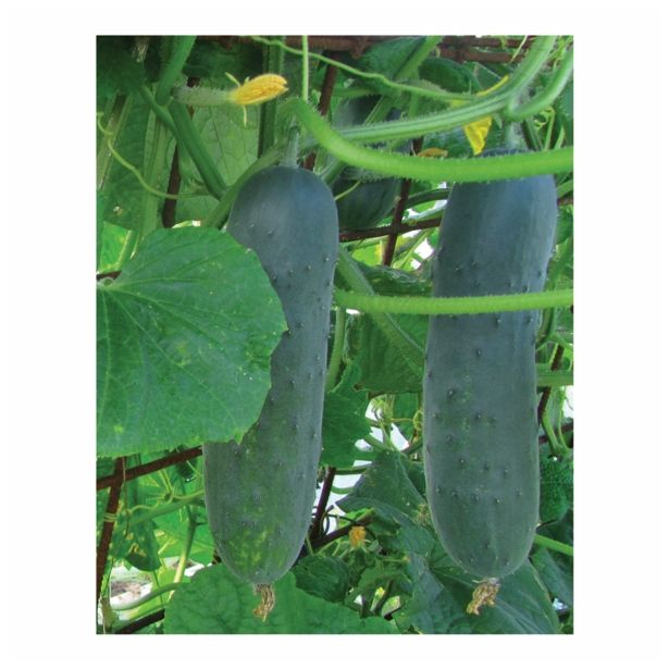 PLODOVKE SADIKE KUMARE 6 KOS