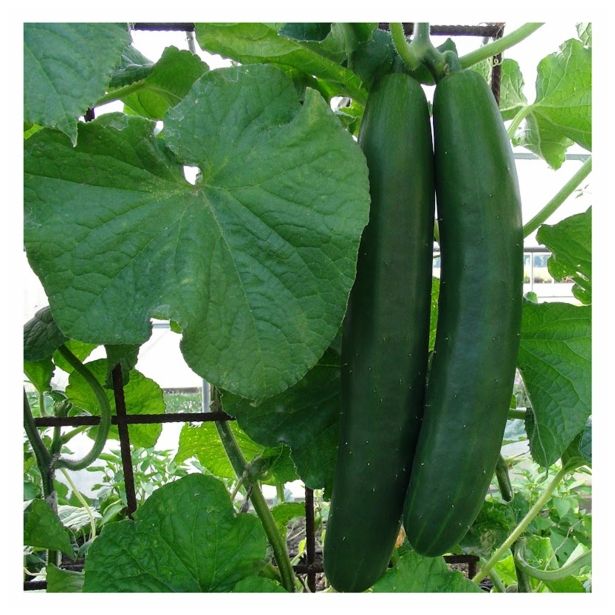 PLODOVKE SADIKE KUMARE P10