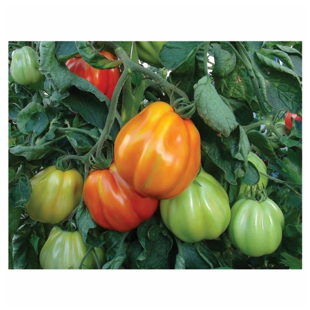 PLODOVKE SADIKE PARADIŽNIK P10