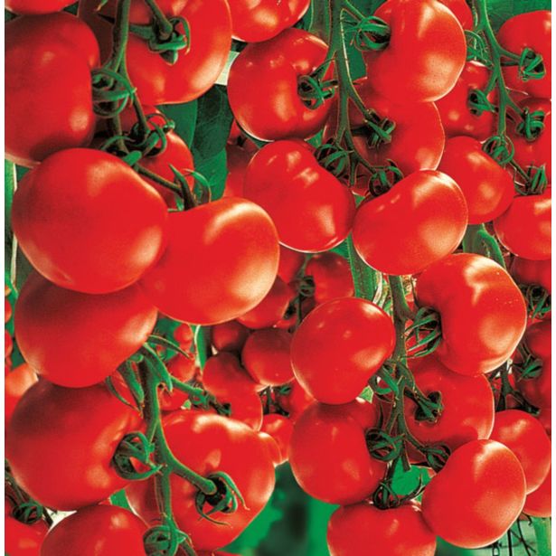 PLODOVKE VOLMARY CEPLJEN PARADIŽNIK L12 STARLIAS RED F1