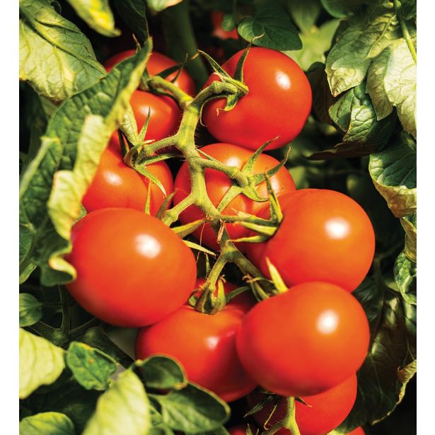 PLODOVKE VOLMARY CEPLJENI PARADIŽNIK 12 CM CAMPOS