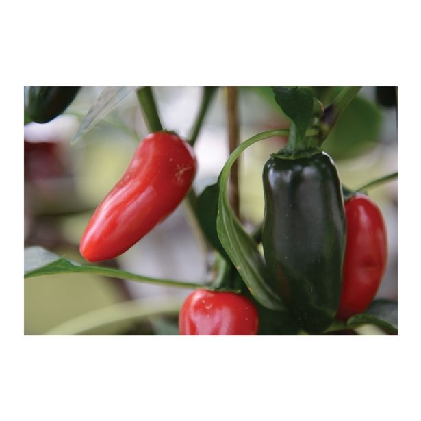 PLODOVKE VOLMARY ČILI JALAPENO L11 SAMIRA SHINY