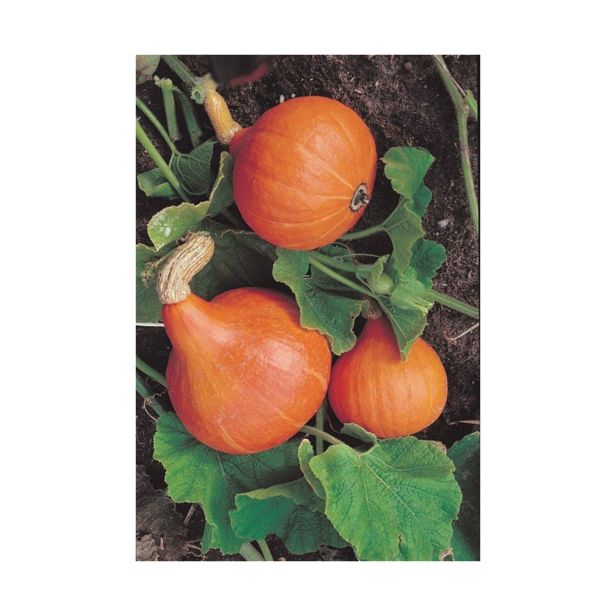 PLODOVKE VOLMARY CUCURBITA MAXIMA-HOKKAIDO UCHIKI KURI 10.5 CM