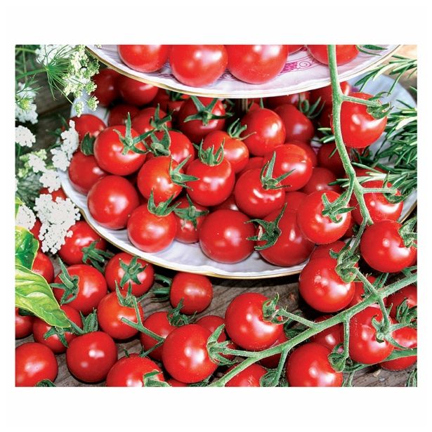 PLODOVKE VOLMARY PARADIŽNIK 10.5 CM PHILOVITA F1