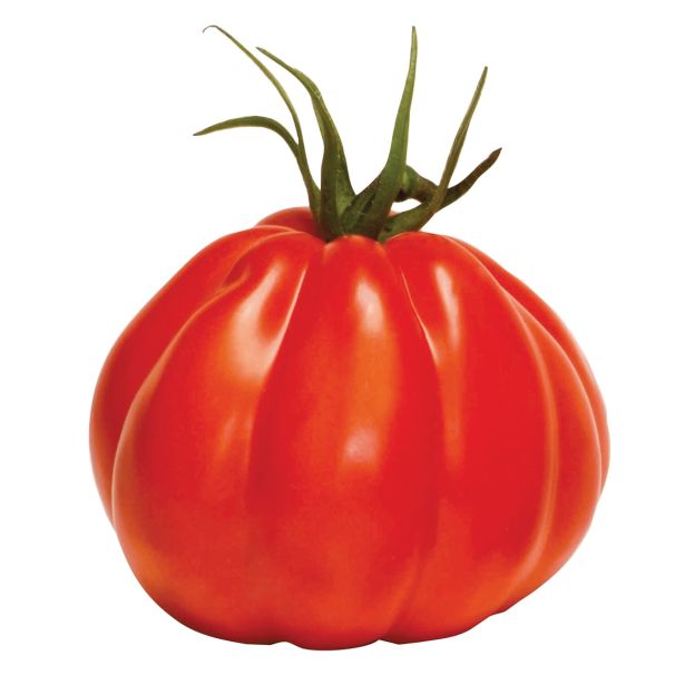 PLODOVKE VOLMARY PARADIŽNIK CORAZON F1 12 CM