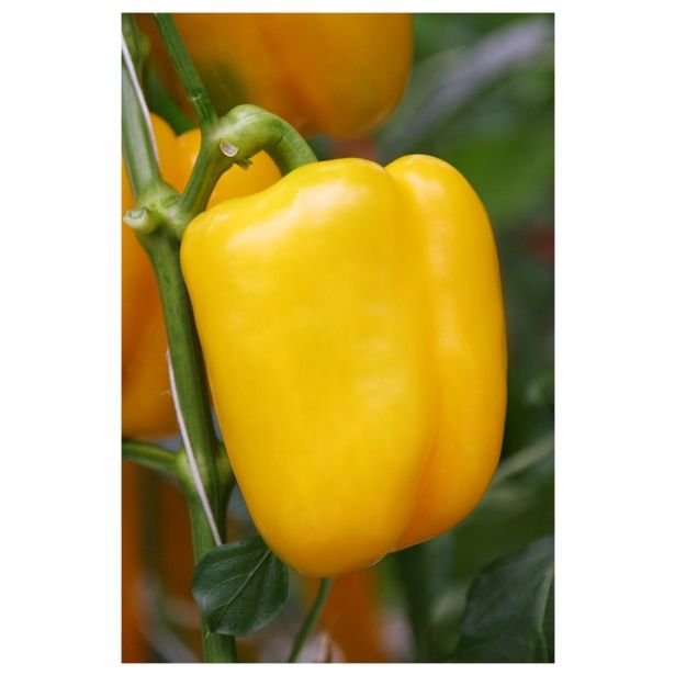 PLODOVKE VOLMARY RUMENA BLOK PAPRIKA BELUGA YELLOW