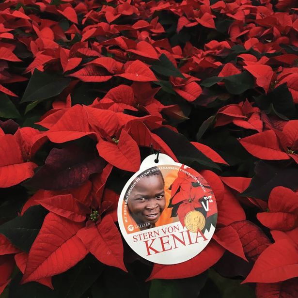 BOŽIČNA ZVEZDA POINSETTIA KENIA L13 MIX