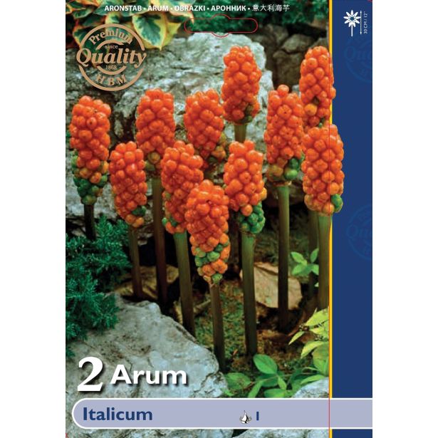 POLETI CVETOČA ČEBULICA HOLLAND BULB MARKET ARUM ITALICUM