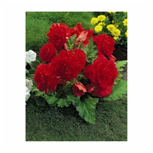 BEGONIJA HOLLAND BULB MARKET FIMBRIATA RED