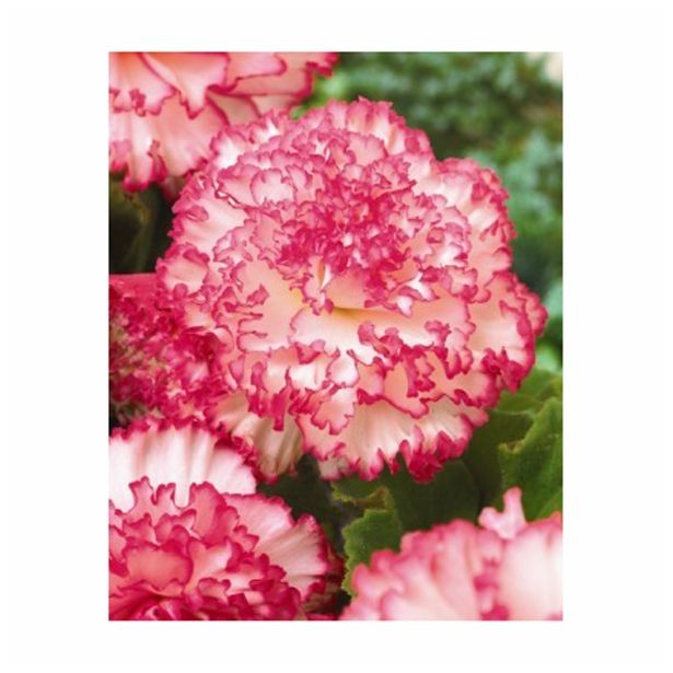 BEGONIJA HOLLAND BULB MARKET FIMBRIATA WHITE / RED