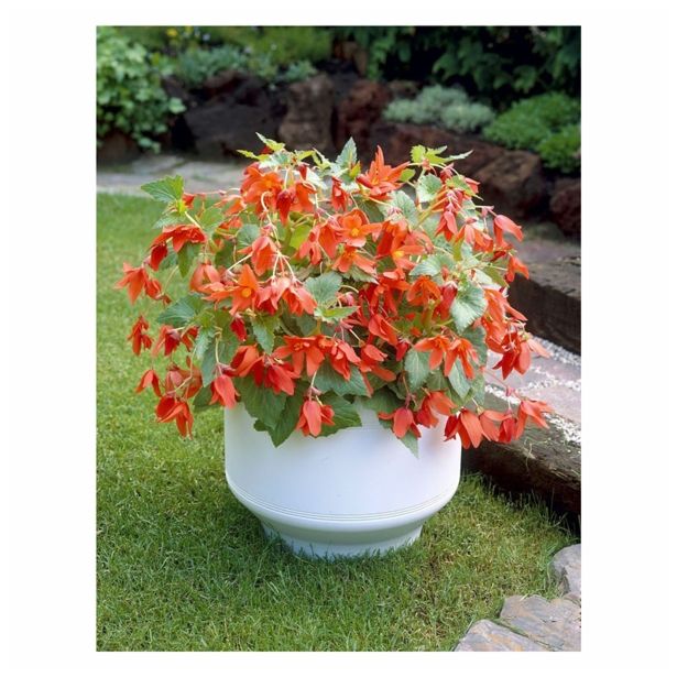 BEGONIJA HOLLAND BULB MARKET VISEČA BERTINI