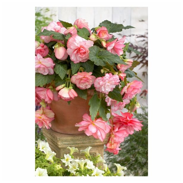 BEGONIJA HOLLAND BULB MARKET VISEČA FLORENCE