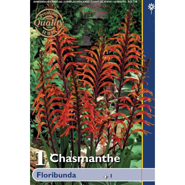 POLETI CVETOČA ČEBULICA HOLLAND BULB MARKET CHASMANTHE FLORIBUNDA