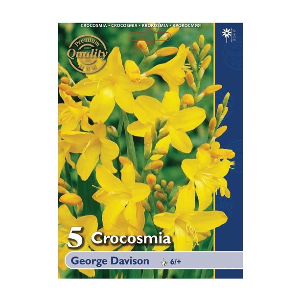 POLETI CVETOČA ČEBULICA HOLLAND BULB MARKET CROCOSMIA GEORGE DAVISON