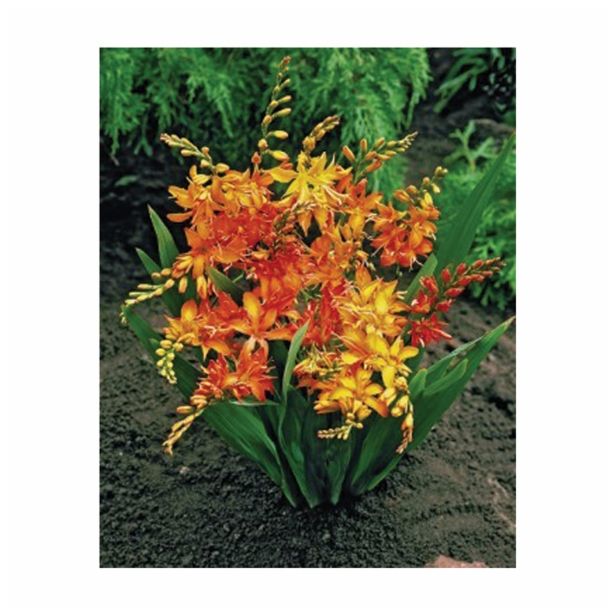 POLETI CVETOČA ČEBULICA HOLLAND BULB MARKET CROCOSMIA MIXED