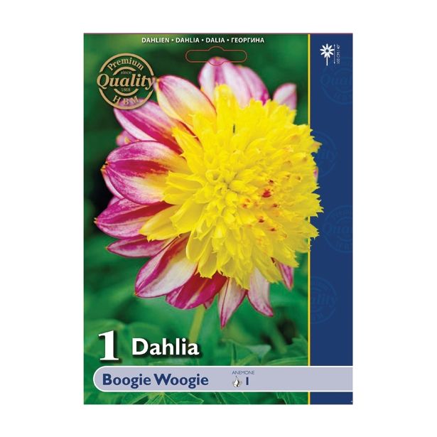 DALIJA HOLLAND BULB MARKET ANEMONA BOOGIE WOOGIE