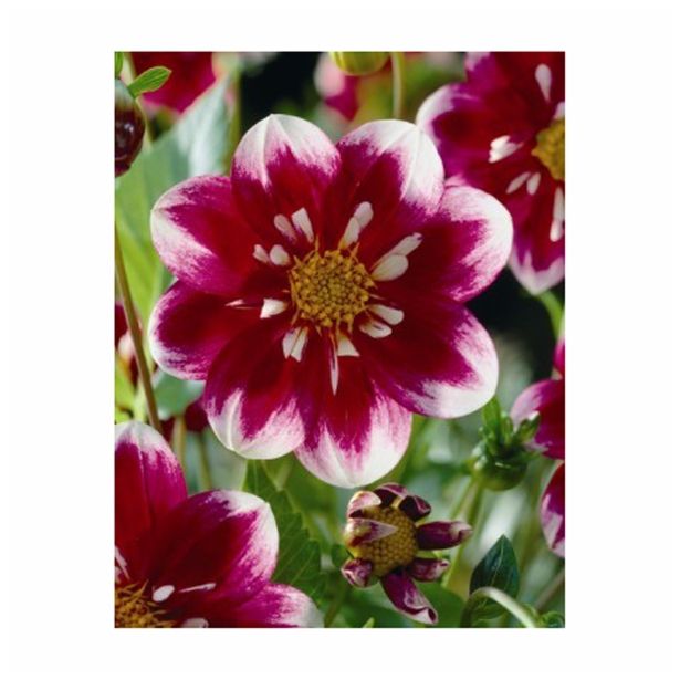 DALIJA HOLLAND BULB MARKET ANEMONA IMPRESSION FABULA '