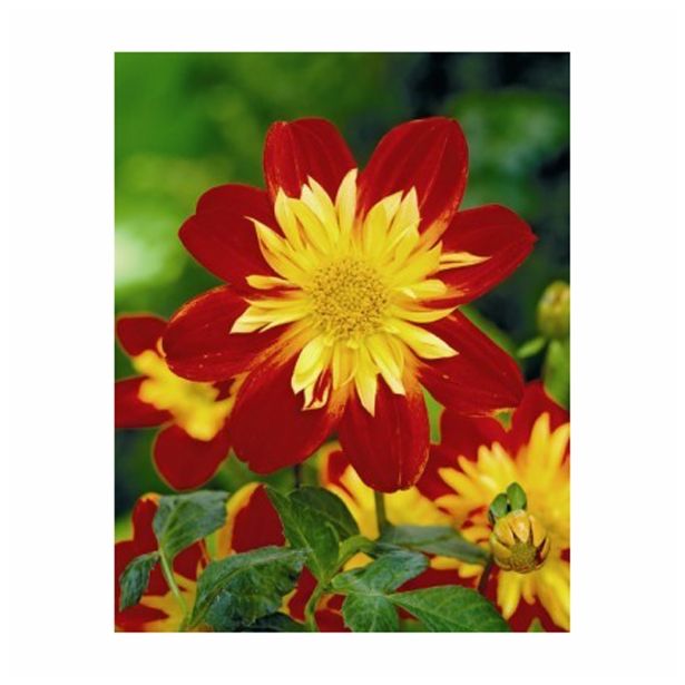 DALIJA HOLLAND BULB MARKET ANEMONA LA GIOCONDA