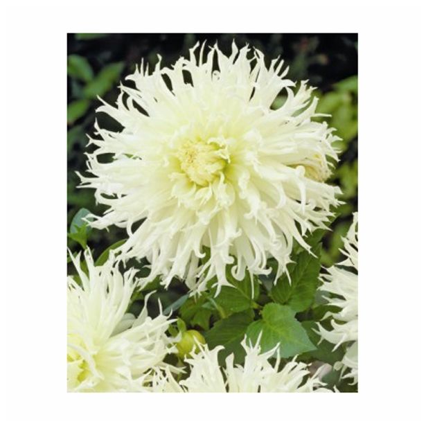 DALIJA HOLLAND BULB MARKET CACTUS TSUKI YORI NO SHISHA