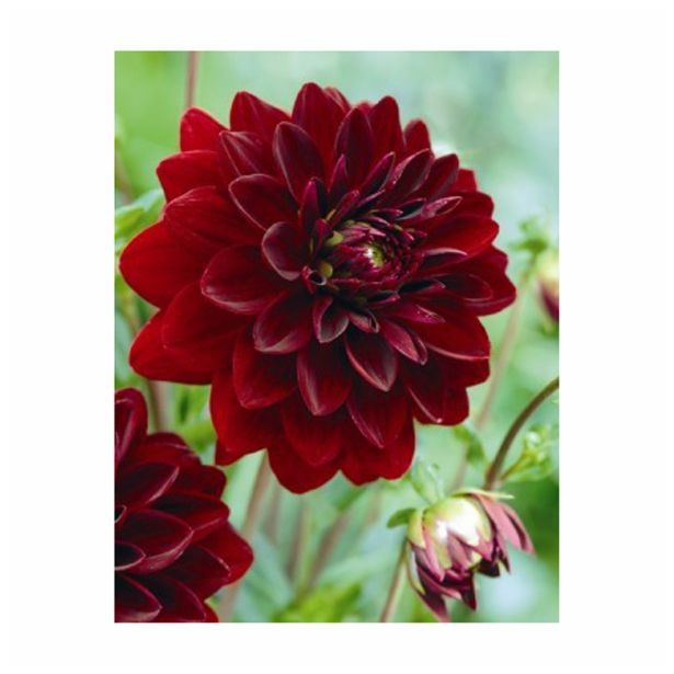 POLETI CVETOČA ČEBULICA HOLLAND BULB MARKET DALIJA DEKORATIVNA ARABIAN NIGHT