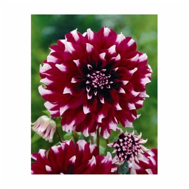 DALIJA HOLLAND BULB MARKET DEKORATIVNA CONTRASTE