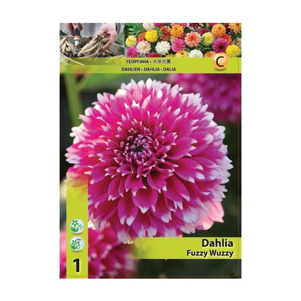 DALIJA HOLLAND BULB MARKET DEKORATIVNA FUZZY WUZZY