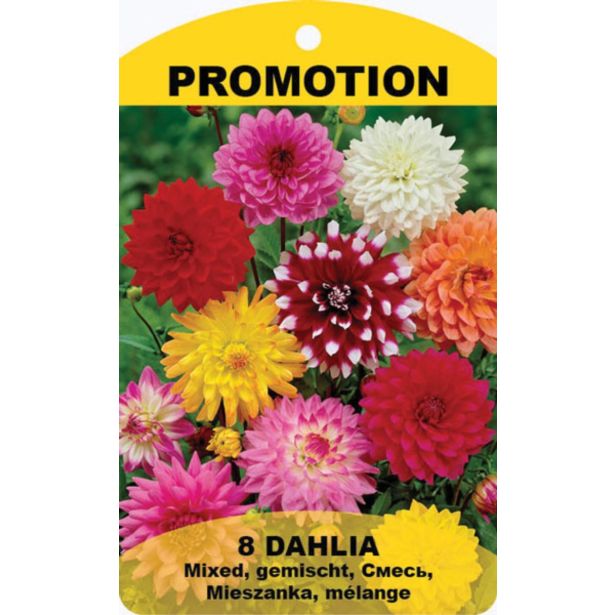 LILIJA HOLLAND BULB MARKET DALIJA DEKORATIVNA MIX 8 KOS