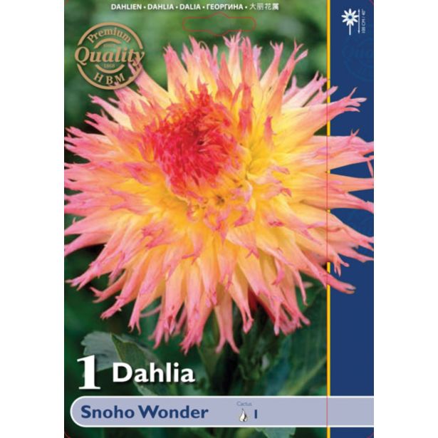 DALIJA HOLLAND BULB MARKET KAKTUS SNOHO WONDER