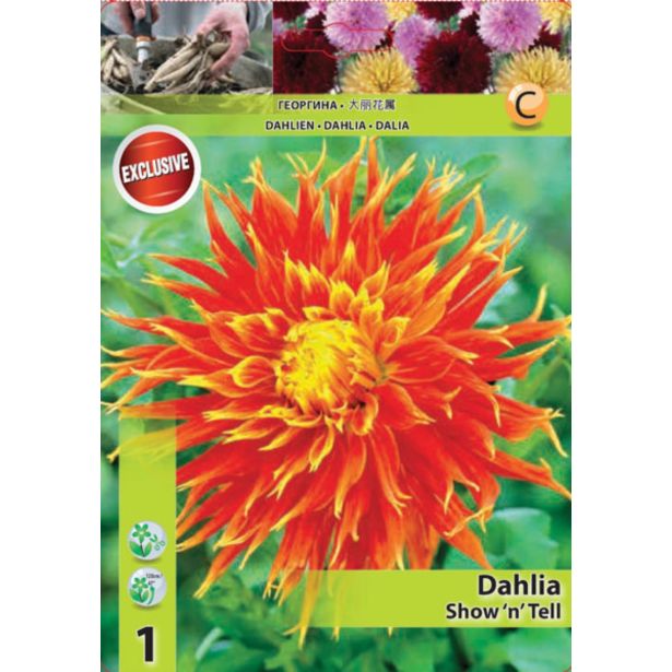 DALIJA HOLLAND BULB MARKET NAZOBČANA SHOW 'N' TELL