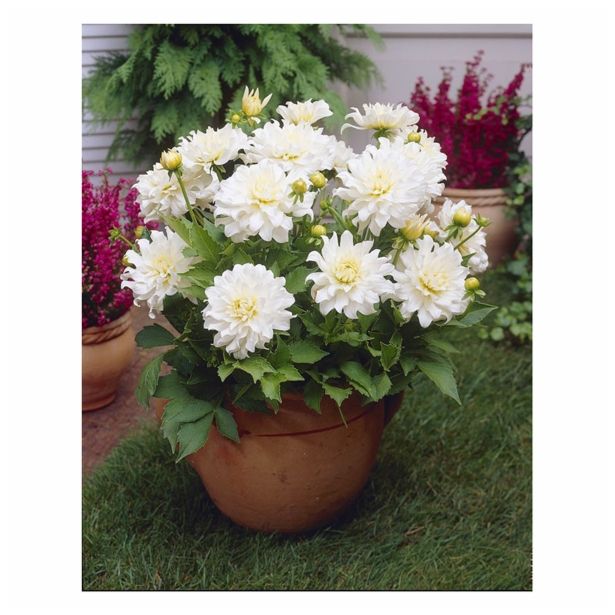 DALIJA HOLLAND BULB MARKET POT ASPEN